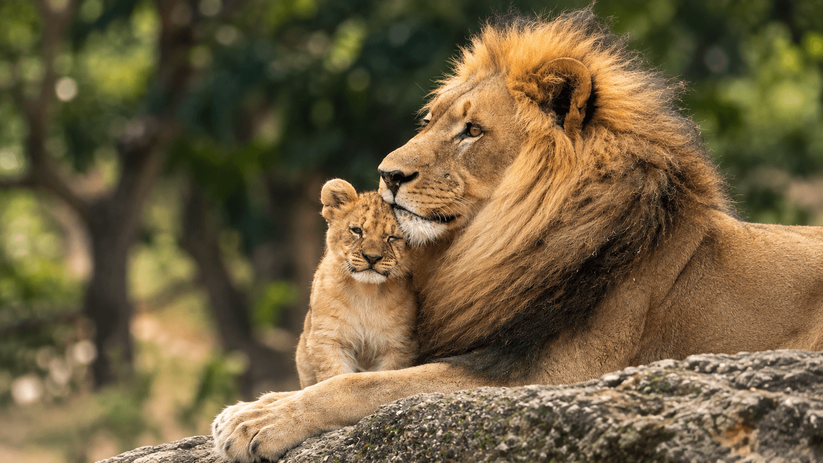 Sasan Gir – Lion kingdom